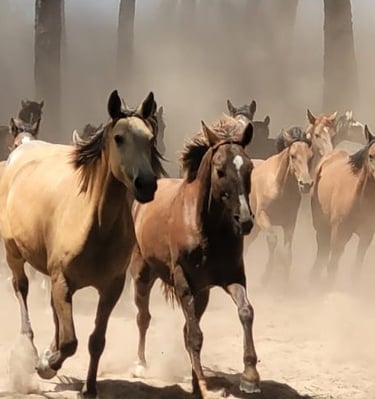 Caballos marismeños reunidos para la Saca de las Yeguas, tradición de más de 530 años de antigüedad.