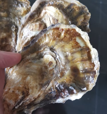 Brancaster Oysters