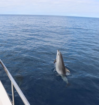 A common dolphin spy-hopping near the side of a boat in Madeira waters.