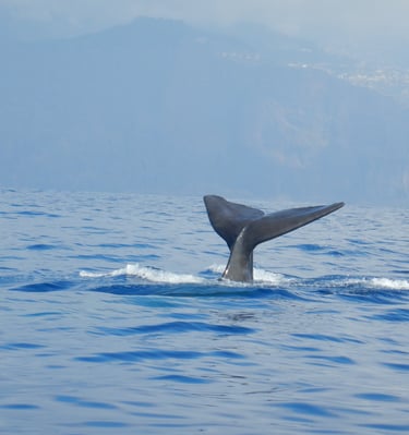 Sperm whale fluke surfacing during a whale watching tour in Madeira, Portugal, against a backdrop of hazy coastal cliffs.