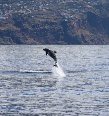 A single dolphin leaping high out of the Atlantic Ocean with the Madeira coastline in the background.