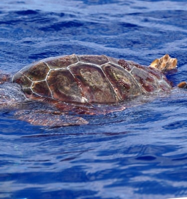 Juvenile loggerhead sea turtle basking at the surface of the Atlantic Ocean in Madeira waters.