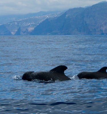 Two pilot whales surfacing in the Atlantic Ocean with the Madeira coastline in the background.