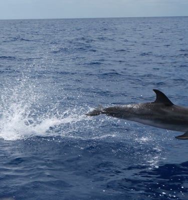 Atlantic spotted dolphin jumping in the Madeira sea.
