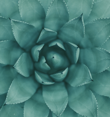 plante grasse