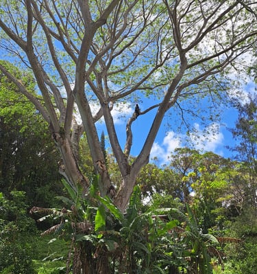 arborist pruning a huge tree