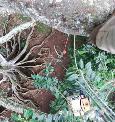 a climber looking straight down from a tree 90 feet high