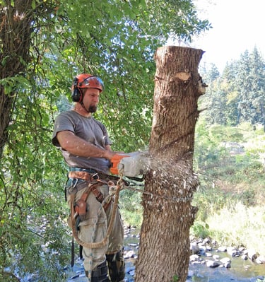 Arborist chunking out an ash tree trunk