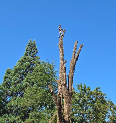 Arborist on top of a large walnut tree in the process of removal
