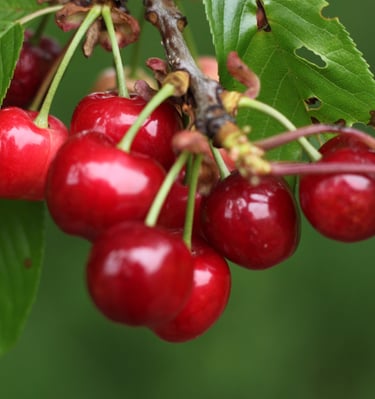 cerise