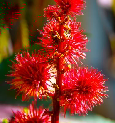 Wild flowers of Zante