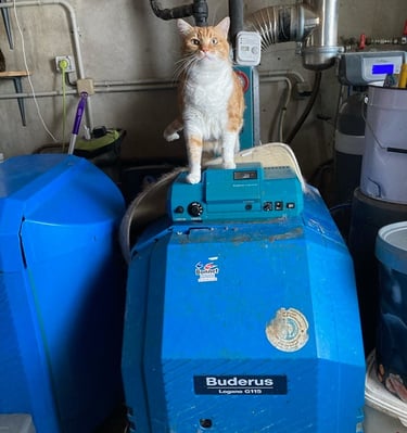 Un chat assis sur une chaudière à Bérenx