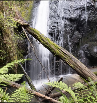 Waterfall in the redwoods, Mendocino County