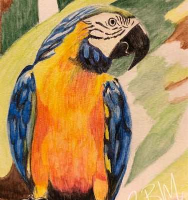 CBM Art Parrot Coloured Pencils