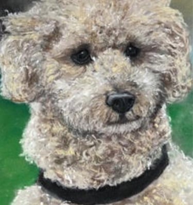 CBM Art Cockerpoo Chalk Pastel Artwork