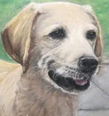 CBM Art_Portrait Labrador Chalk Pastel Art