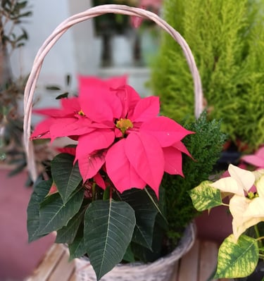 a basket weave basket with poinsettia plant at floristeria violeta