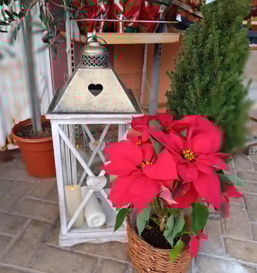 Red poinsettia plant in a decorative pot for Christmas decoration.