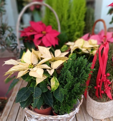 Poinsettia plant used for festive indoor decoration.
