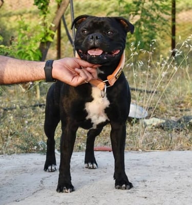 Collare martingala sbt 1935 staffordshire bull terrier
