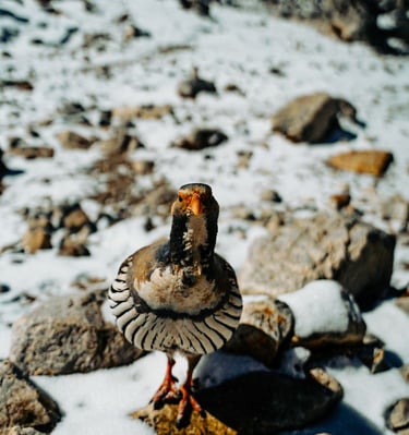 everest base camp, Himalayas, EBC, trekking in Nepal, everest base camp trek