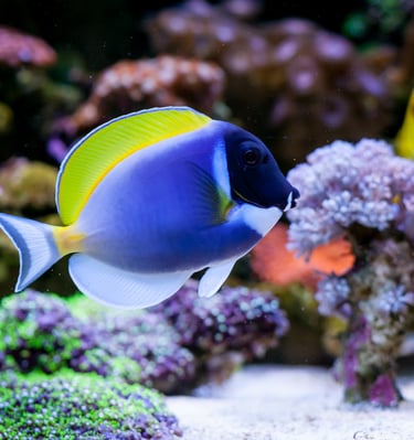 Découvrir les excursions à Sharm El Sheikh