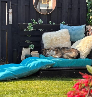 hond slapend in de zon