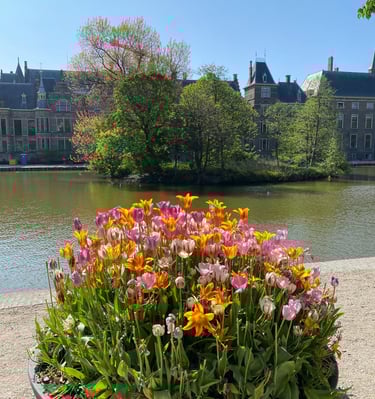 Asesoria en viajes. La Haya, Países Bajos, una bella vista de tulipanes. 
