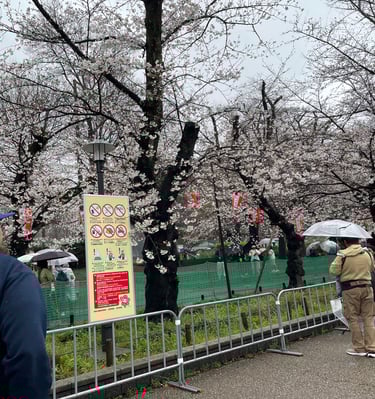 Asesoria en viajes. Tokyo, Japón. Semana de floración de cerezos (Sakura). Impresionante!l!