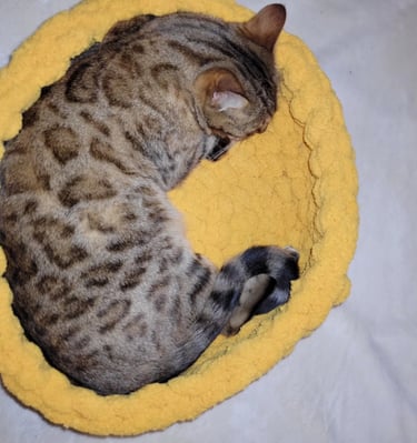 aalessa creations lit chat bengal main coon panier chat