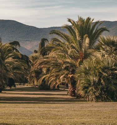 wedding villa with a field with palm trees and mountains in the background