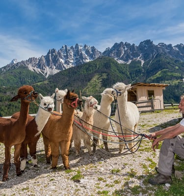 Die 7 Stamma Alpakas vor den Dolomiten