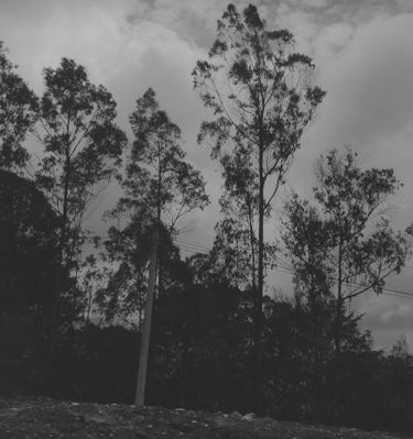 Siluetas de árboles altos contra un cielo nublado en tono monocromo.