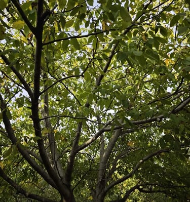 Bogata krošnja drveta oraha