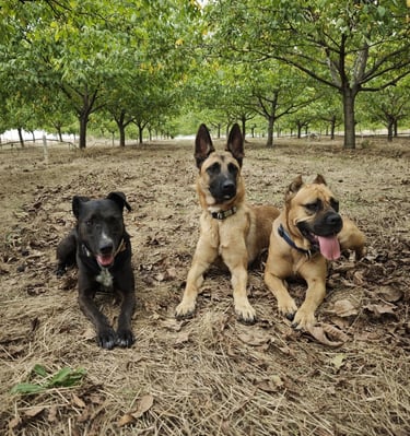 Vredna ekipa nakon teškog radnog dana na plantaži oraha