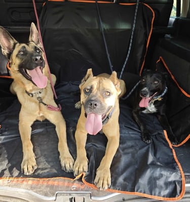 Naši pomoćnici na plantaži oraha