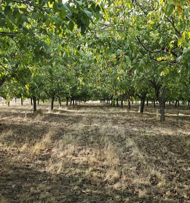 Plantaža oraha u selu Bajša u Vojvodini