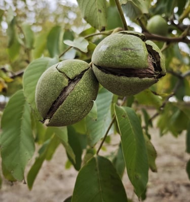 Zreli orasi na drvetu pre berbe – plantaža u Bajši