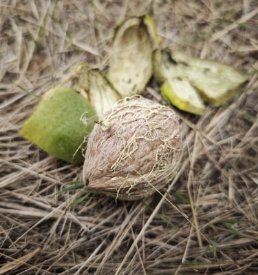 Zreo orah spreman da se pokupi