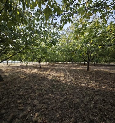 Plantaža oraha Bački orah u selu Bajša, Vojvodina