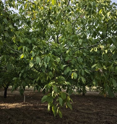 Drvo oraha u vojvođanskoj plantaži tokom leta