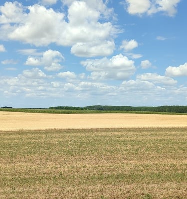 Vojvođanska ravnica