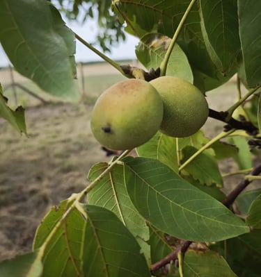 Orasi u procesu sazrevanja