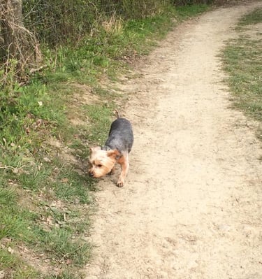 image of dog walking in Malvern