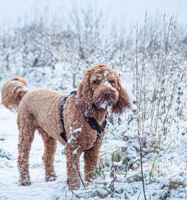 Dog Walking Winter Malvern