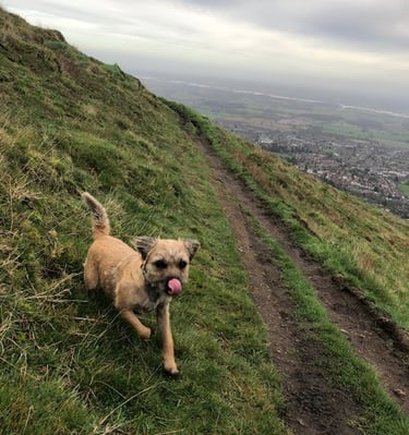 Malvern Hills dog walk