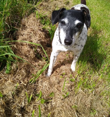 Upton & Malvern Dog Walking