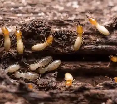 Termites nest near me Pest Control near me