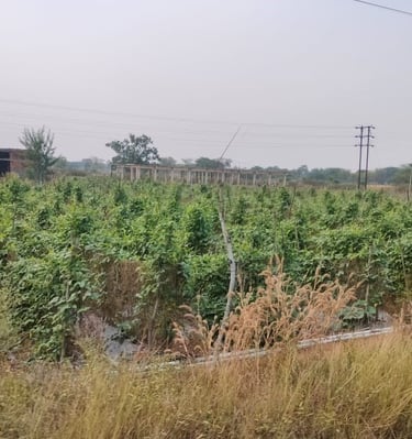 Vegetable cultivation