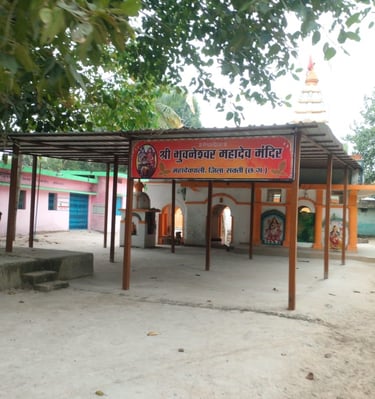 image of tin shad